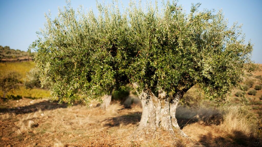 Ein eigener Olivenbaum Pflegetipps vom Profi