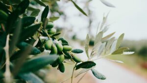 Die 3 besten Olivenoel Hacks fuer den Winter