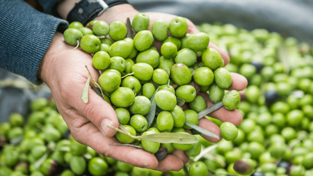 Gesundheits Allrounder Olivenoel
